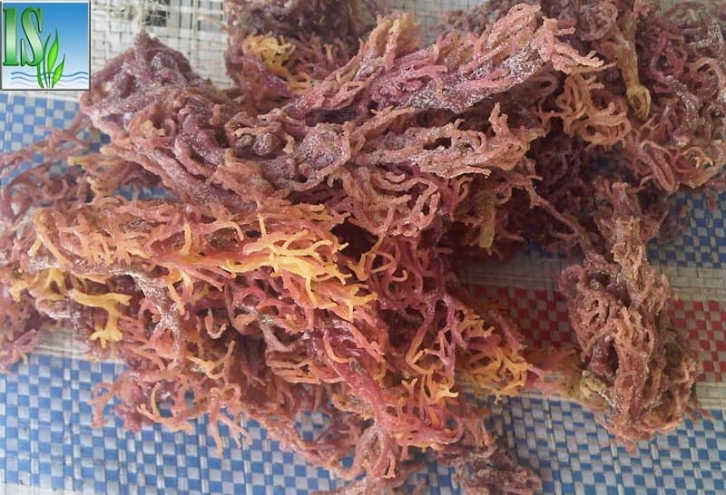 Eucheuma Cottonii Seaweed